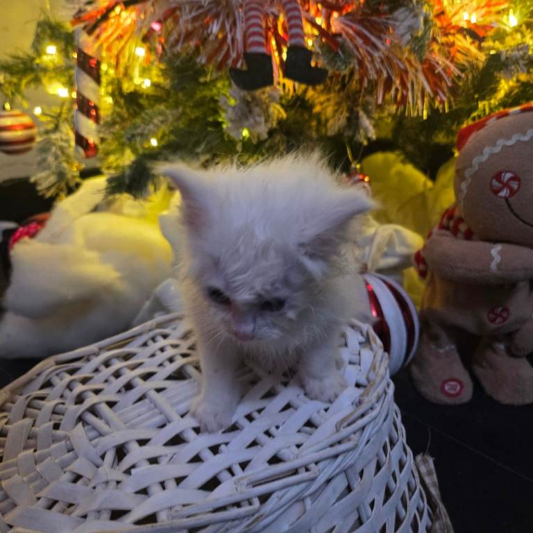 Champion russian Maine coon kittens