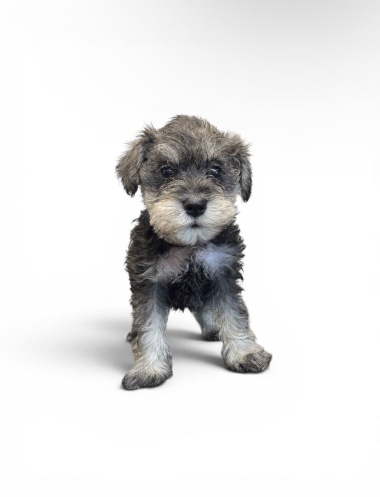 1 left miniature schnauzer bitch 