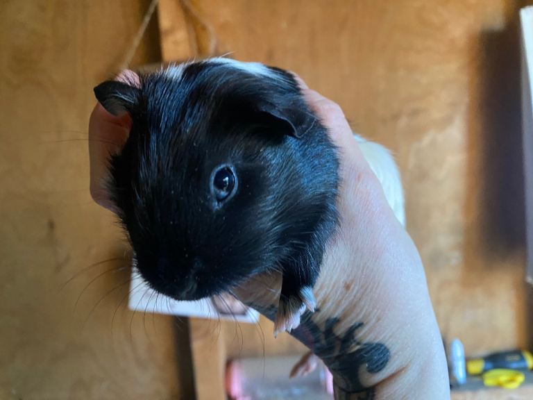 Baby Guineapig’s 