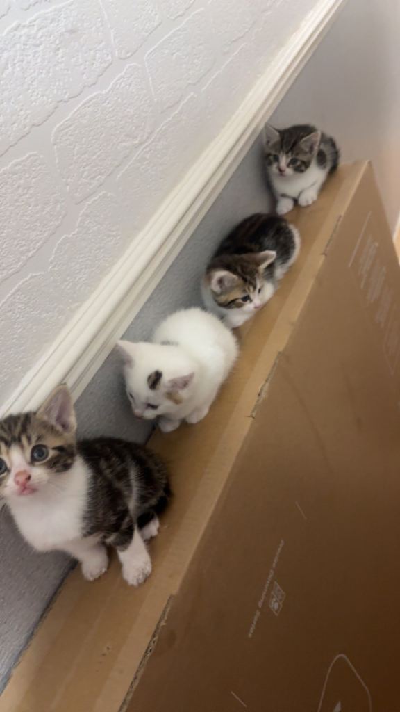 Beautiful kittens looking for their forever homes 