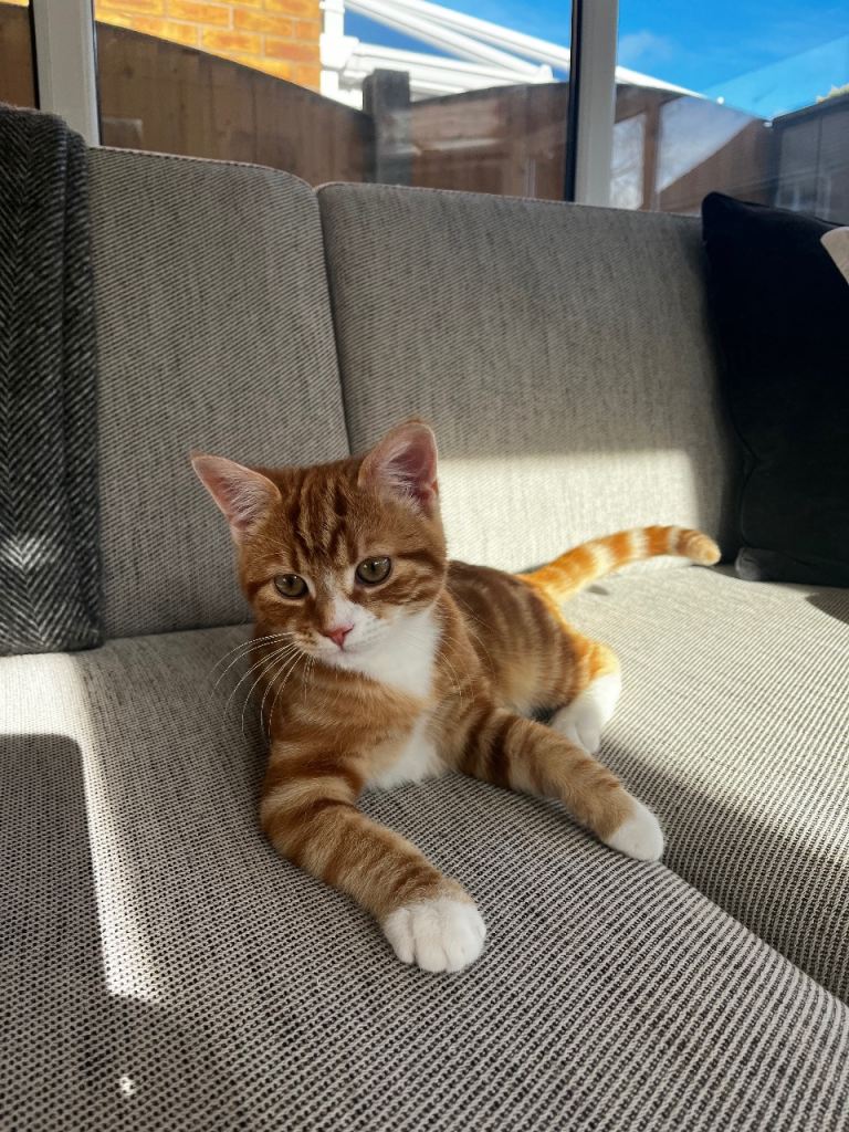 6 months old kitten 