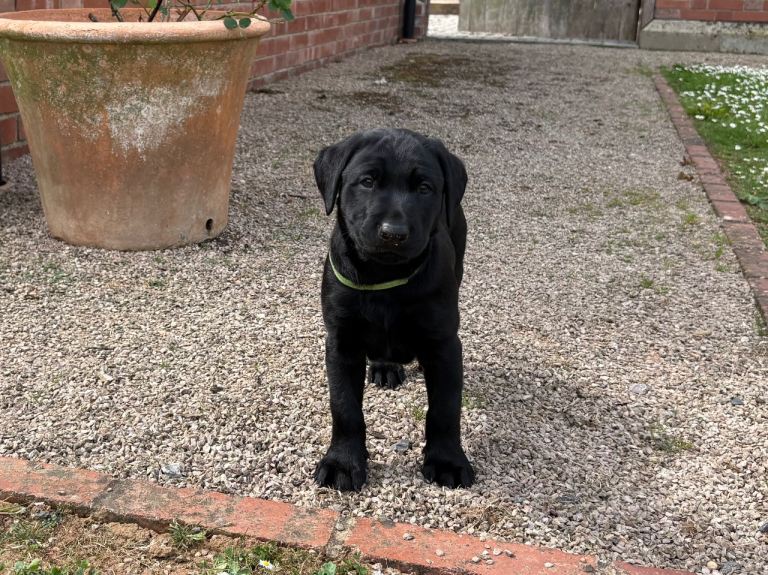 Labrador puppy