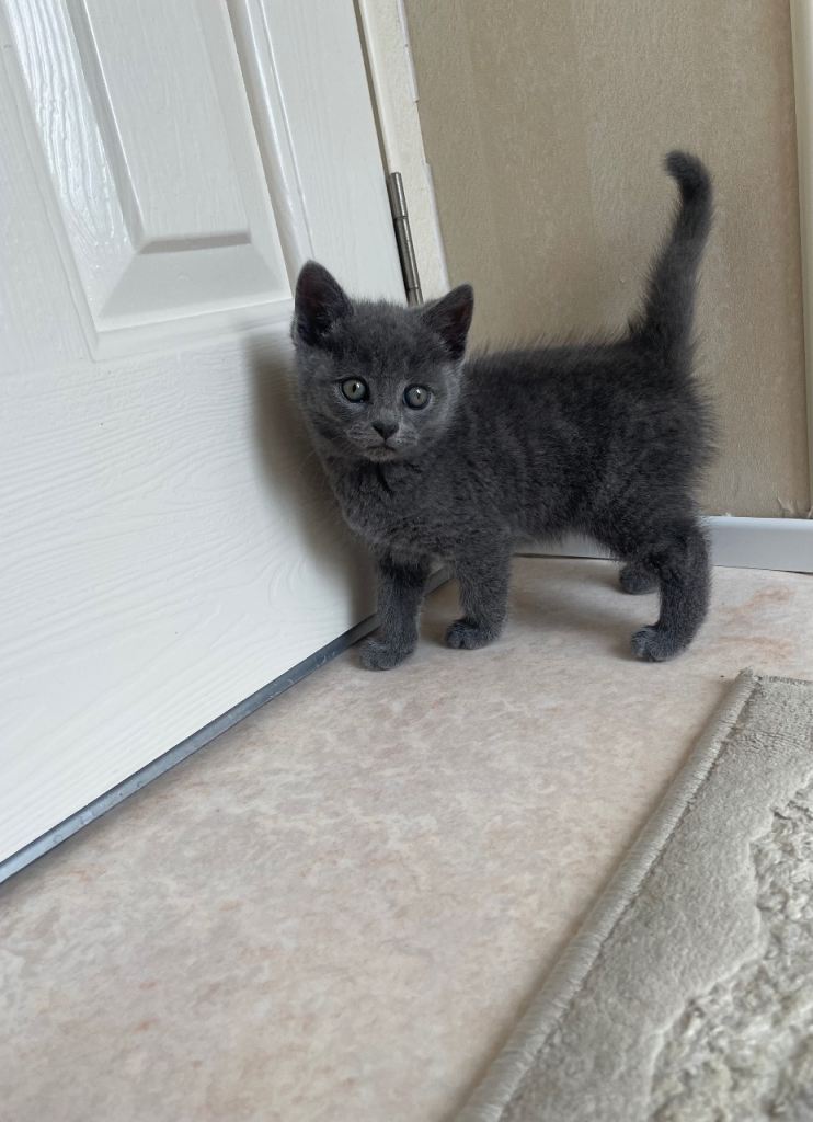 Beautiful Kitten Looking for a Loving Home