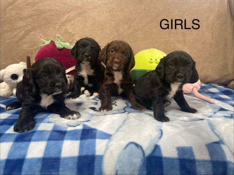 Beautiful Cocker Spaniel Puppies – 4 Girls & 6 Boys