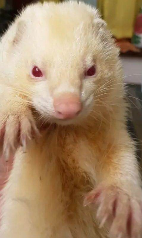Ferret hob