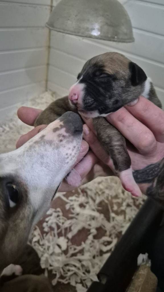 7 stunning kc registered whippet pups 