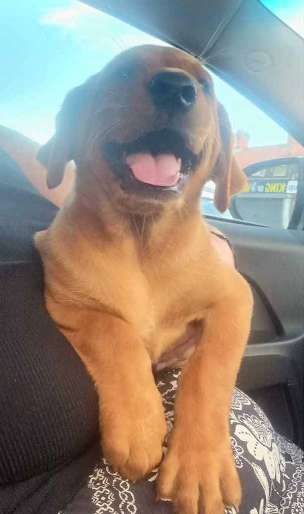 Fox Red Labrador - Last Boy Left. 