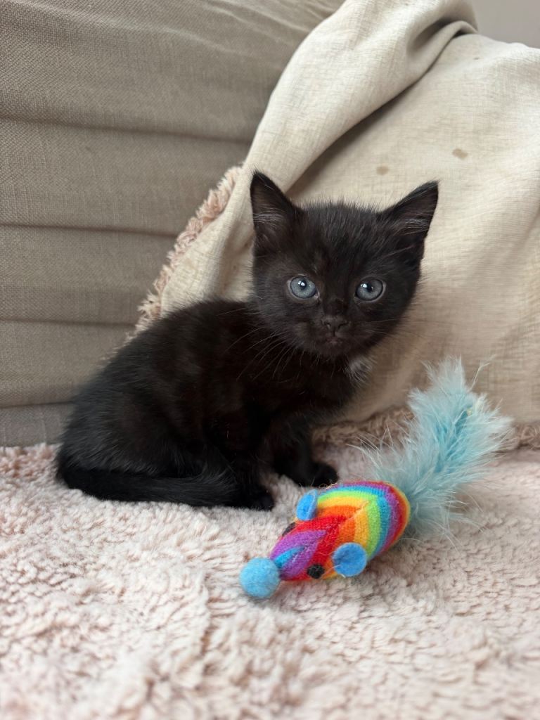 Beautiful little boy for sale 