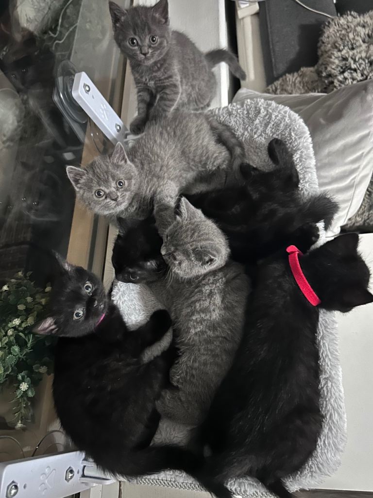 5 british shorthair kittens 1 boy 4 girls 