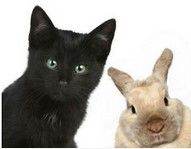 Next week onwards - Cat-sitting, House-sitter available to help, no charge 