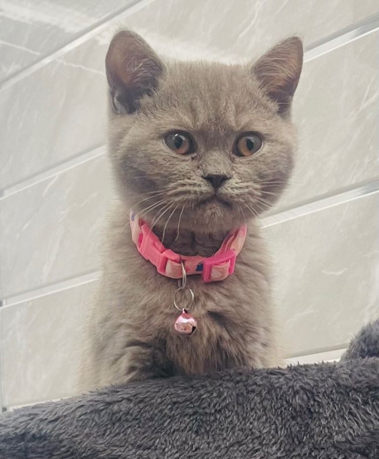 LAST RARE Fawn Lilac British Shorthair Kitten 10 Weeks Old!
