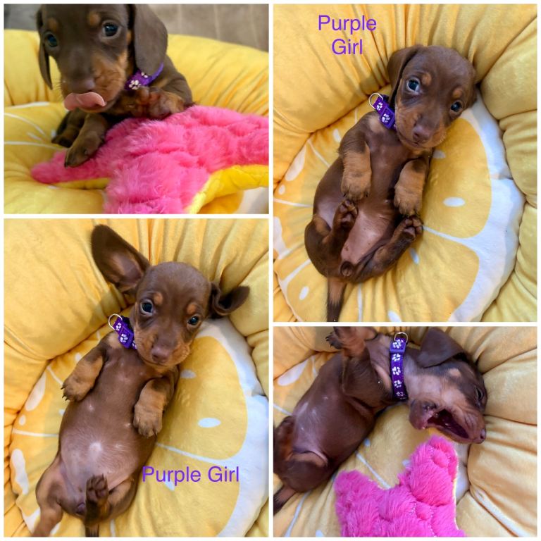 Miniature Dachshund Puppies 