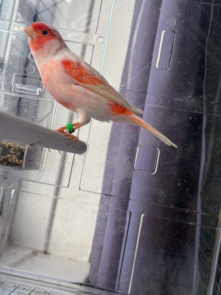 Red mosaic canary bird
