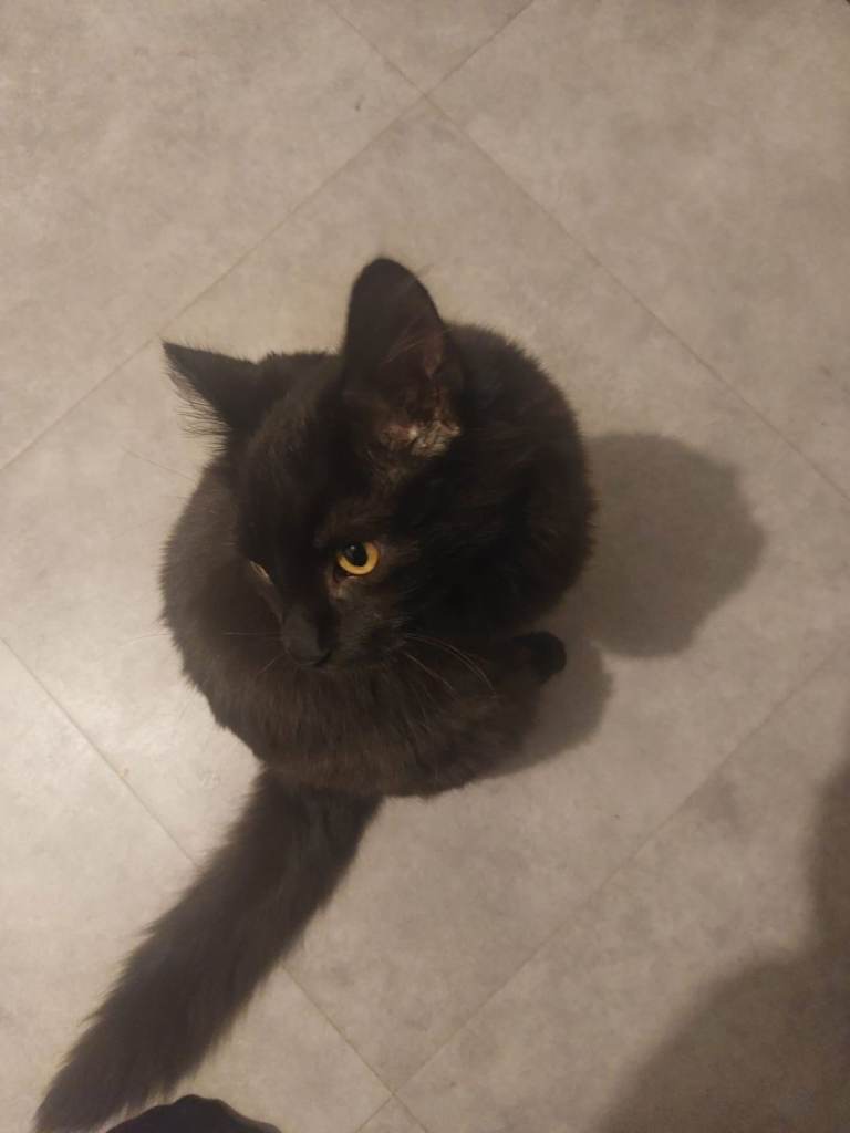 Male maine coon cross 