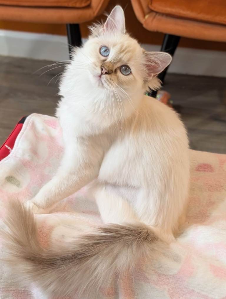 TICA Chocolate lynx mitted Ragdoll female 