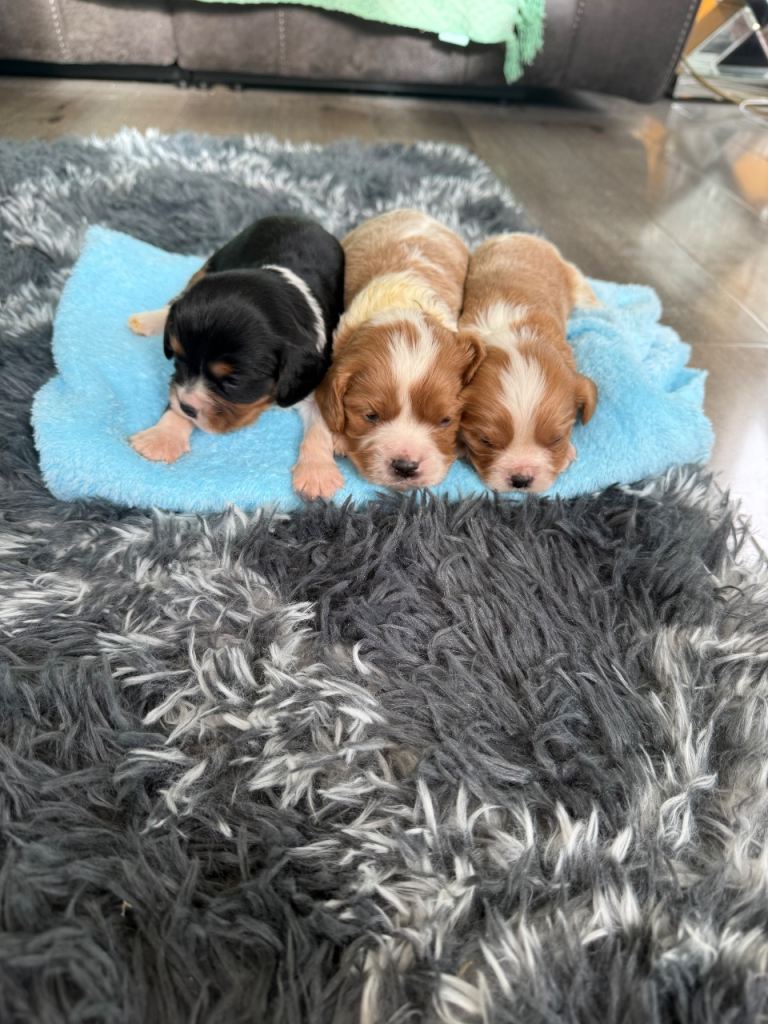 King Charles 2 Belgium boys left