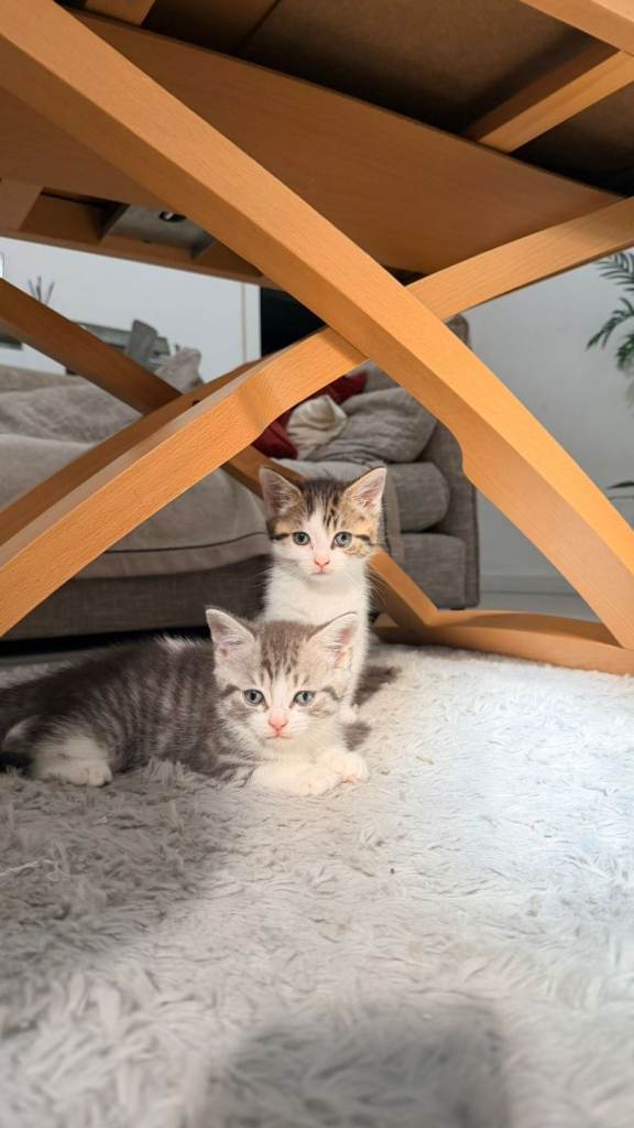 Male kitten 