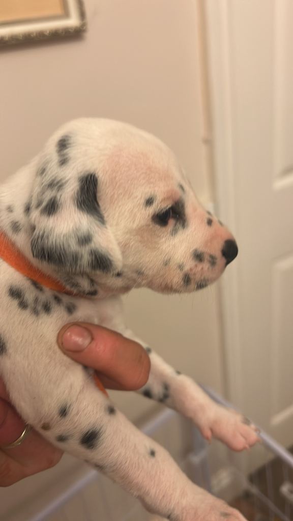 Dalmation puppy boys