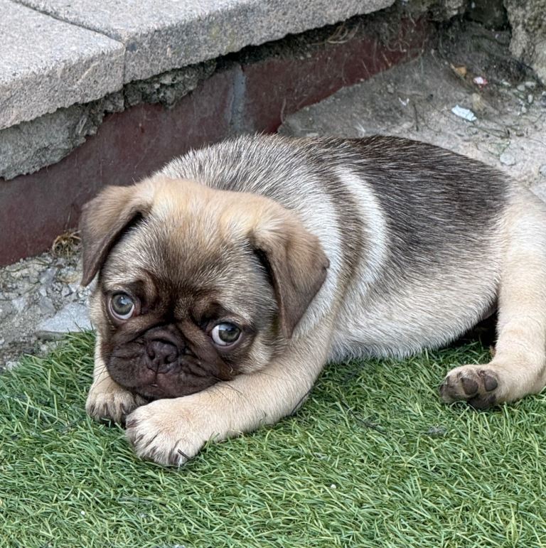 Adorable KC Registered pug puppies 