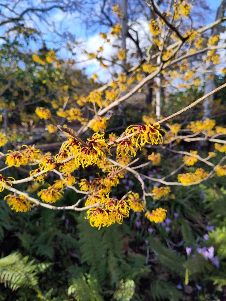 Friendly, reliable, local gardener