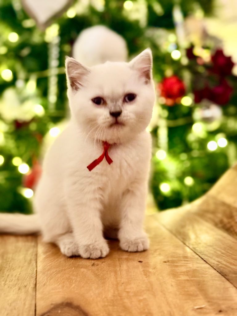 British Shorthair Kittens