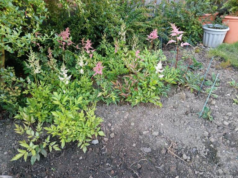 Garden Plants - Astilbe  NOW TAKEN 