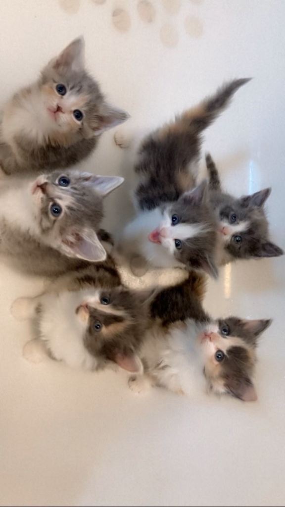 6 beautiful girls ready now 