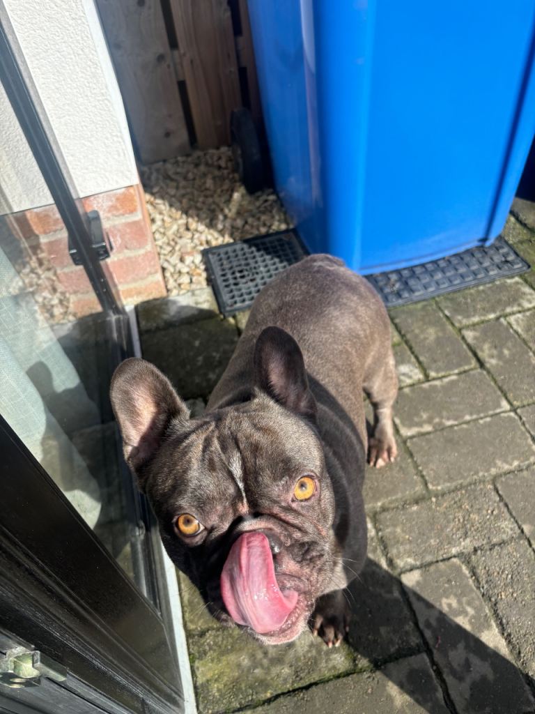 French Bull Dog Female 