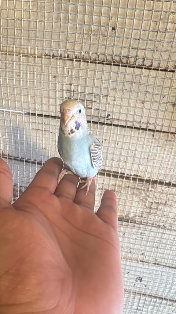 Baby budgies for sale £40 each collection mk404nn