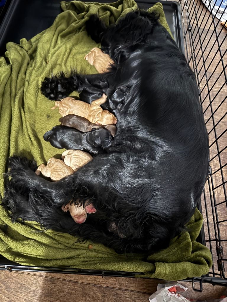 "Your New Best Friend is Waiting! 🐾 Adorable " Cocker Spaniel Puppies