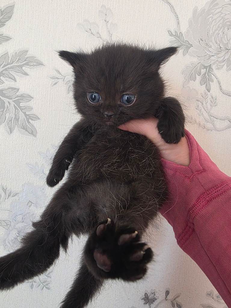 BEAUTIFUL British shorthair cross kittens