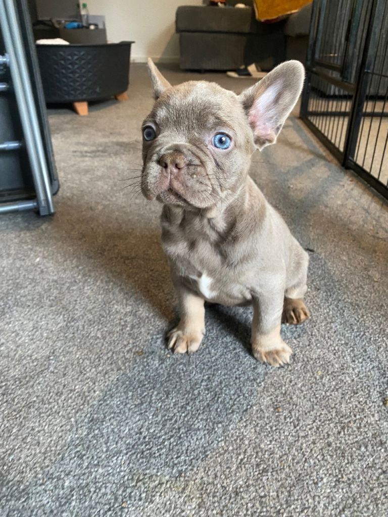 FLUFFY AND PINK CARRIERS