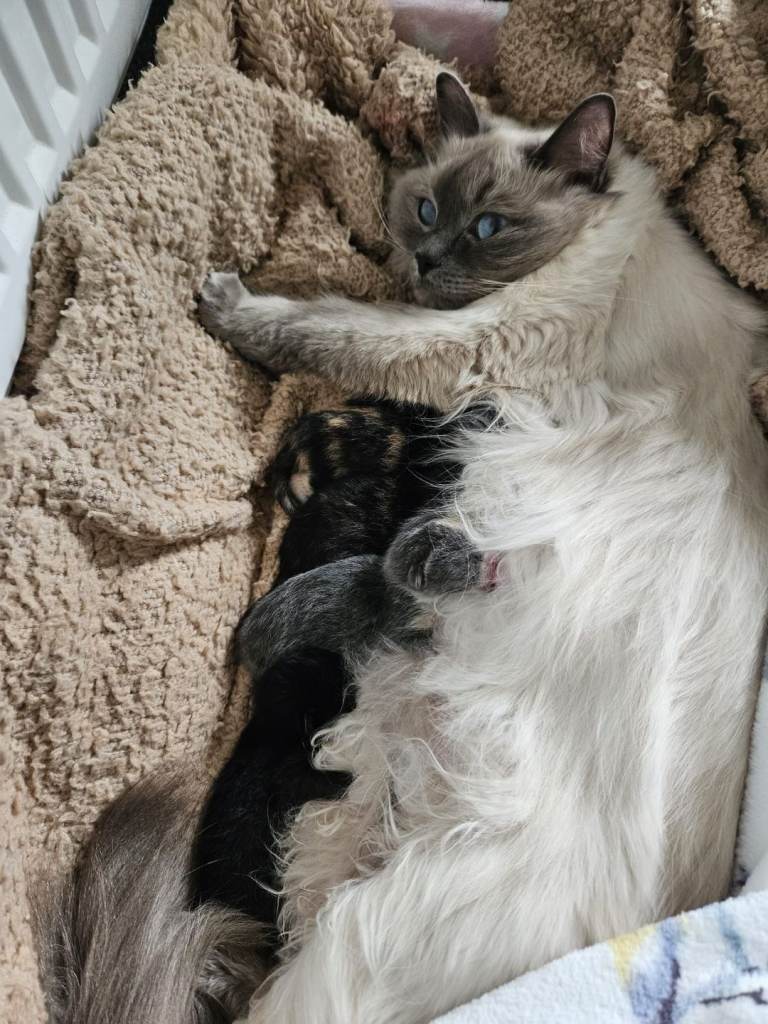 Half rag doll kittens 