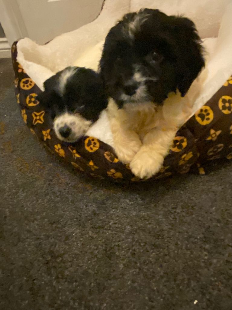 Sproodles puppies available now spaniel cross poodle