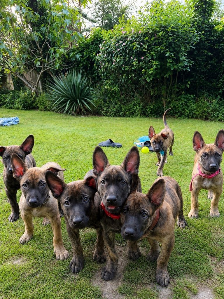 Dutch Shepherd Puppies