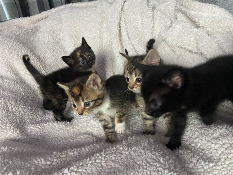 Lovely lil kittens