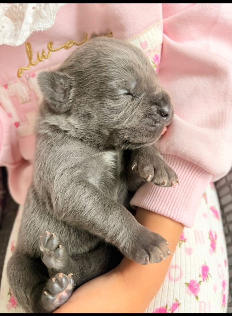 Cane corso puppies 