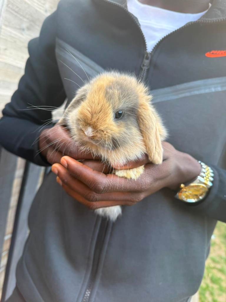 Rabbits 