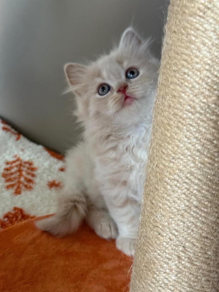 🤍✨Exceptional GCCF Registered BSH&BLH Kittens
