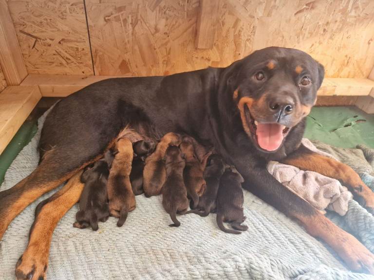 Beautiful Rottweiler Cross Puppies – Ready October
