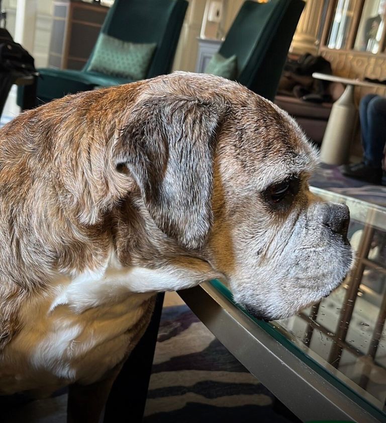 Dog Sitting & Boarding, Newington 