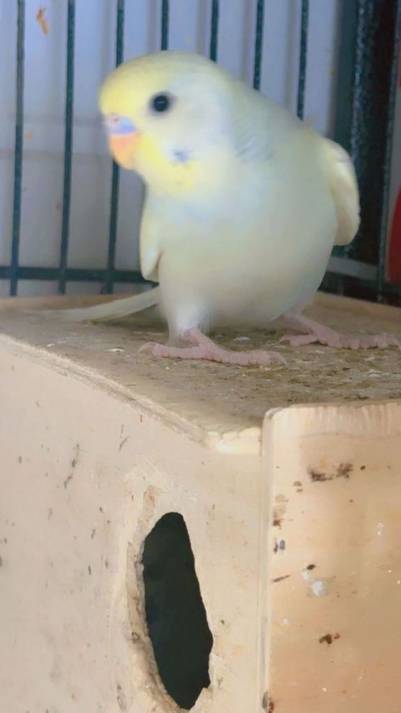 Budgies