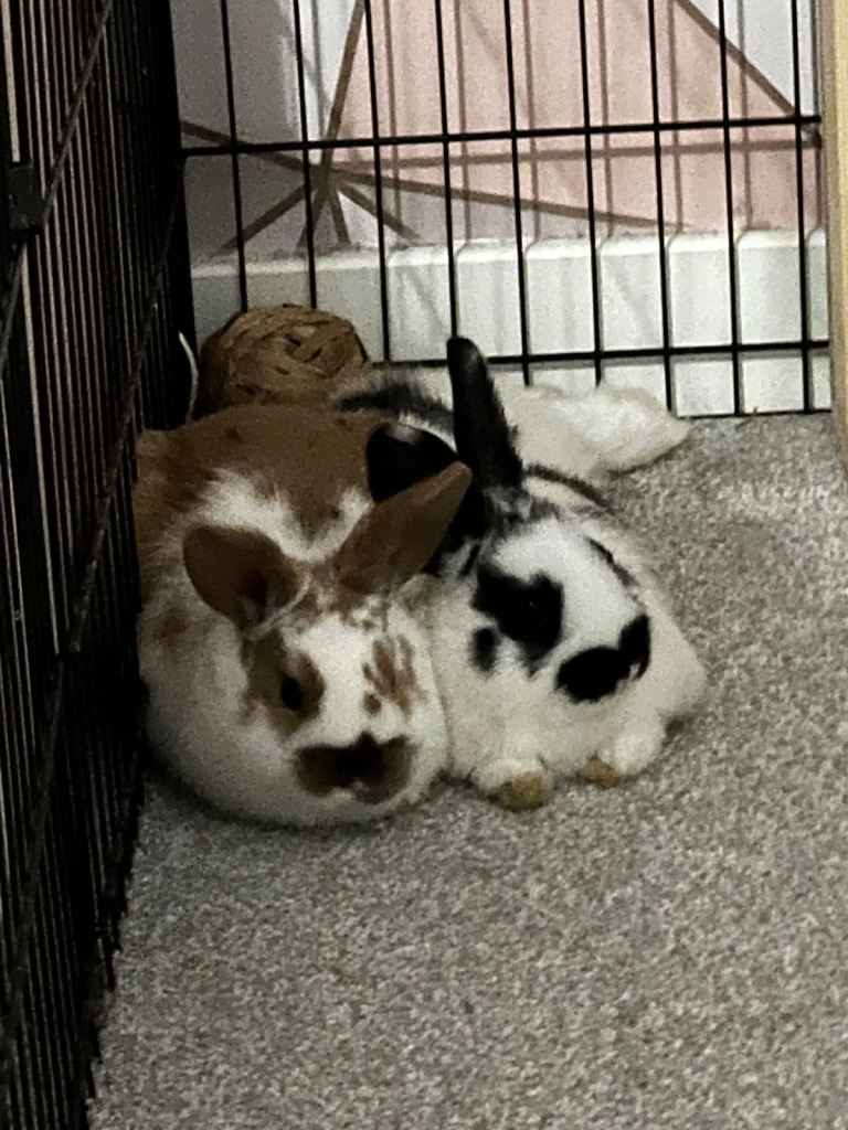 2 male rabbits ( got to be kept separate) 