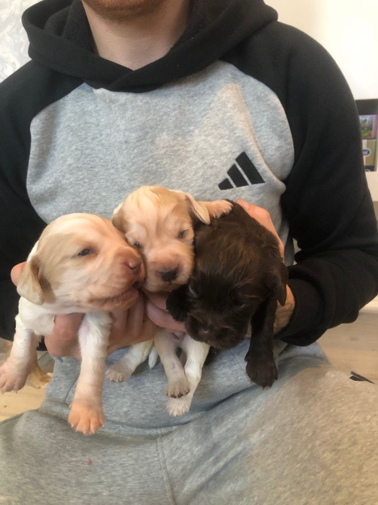 Cocker spaniel puppies 