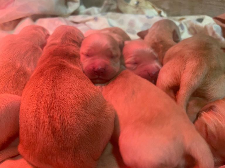 Golden retriever pups