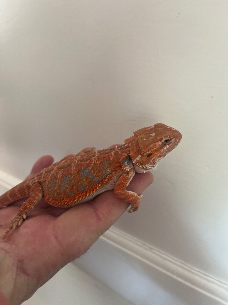 Baby Red Bearded Dragons 