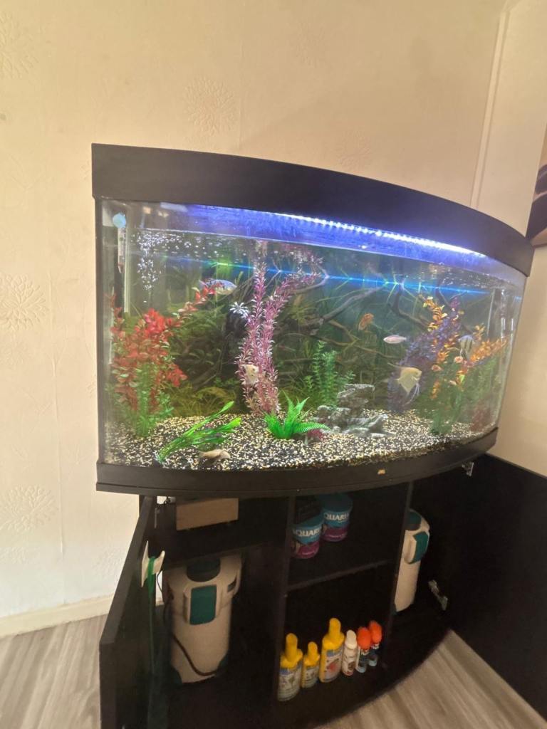 Fish tank with fish
