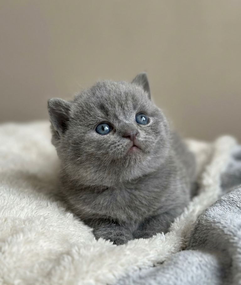 Pedigree british short hair 