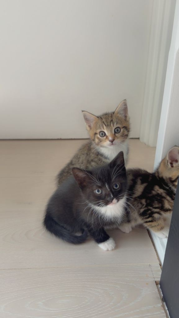 Kittens for Sale in Camberwell 