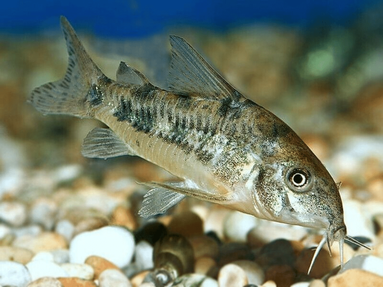 Young Dwarf Peppered Corydorus Fish for Sale